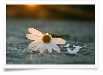 He loves me, he loves me not